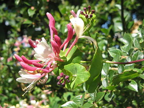 Lonicera caprifolium